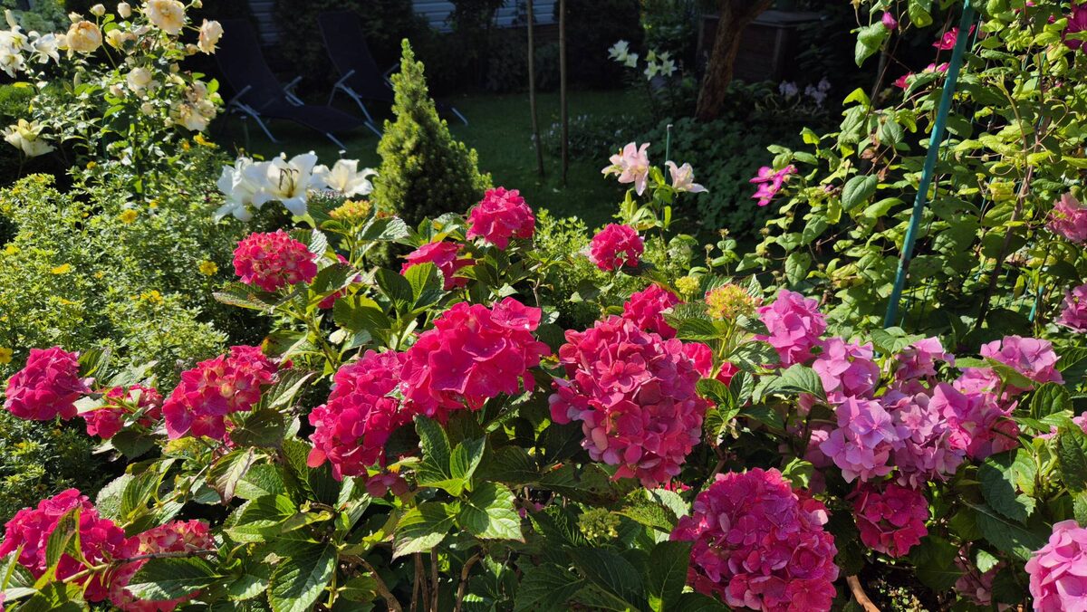 Цветы на даче