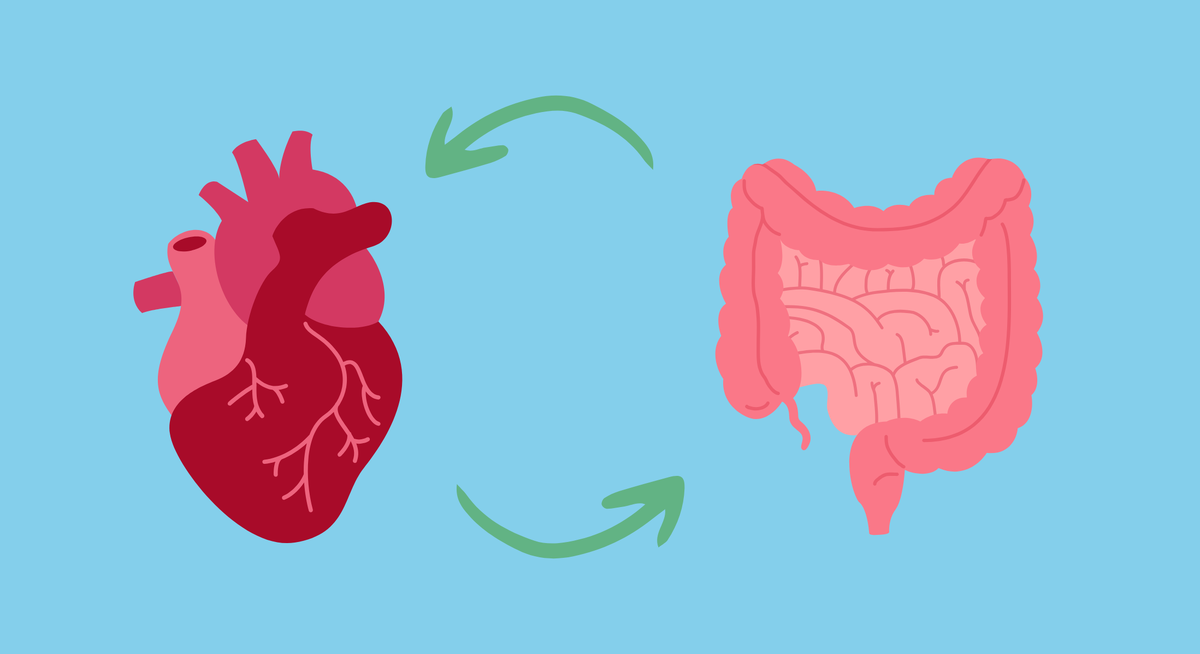 Связь здоровья сердца с микрофлорой кишечника