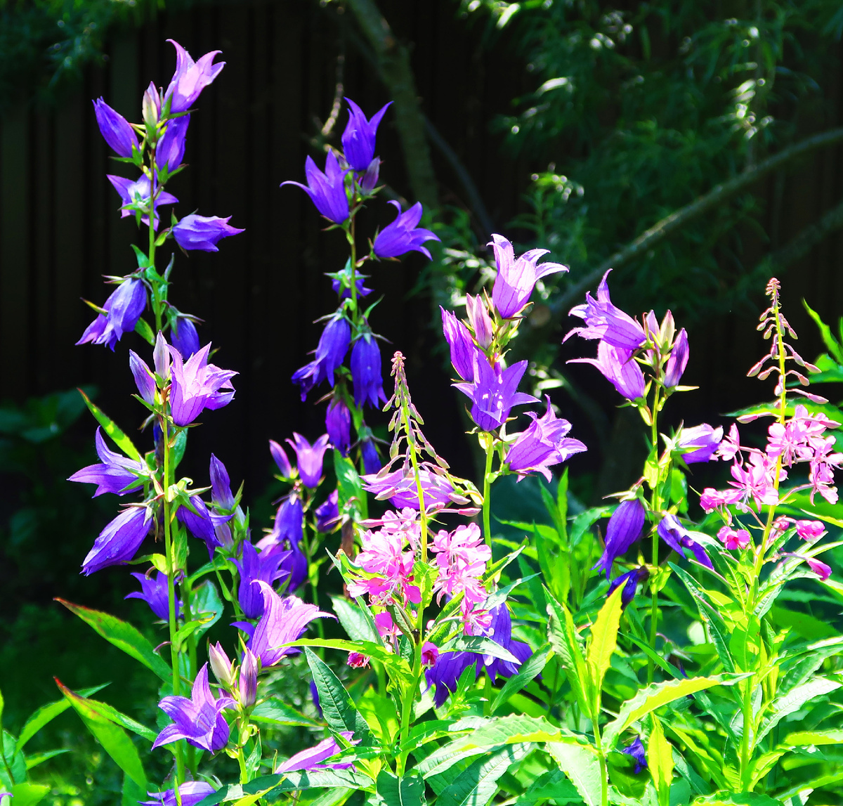 Растут они у меня дружно, рядом с иван-чаем. Фото Наталии ТРОФИМОВОЙ.