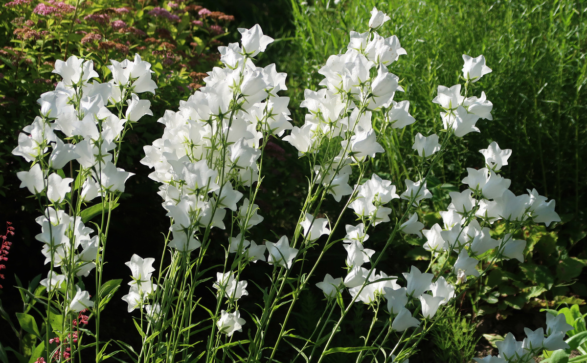 Белые колокольчики нравятся всем. Фото Наталии ТРОФИМОВОЙ.