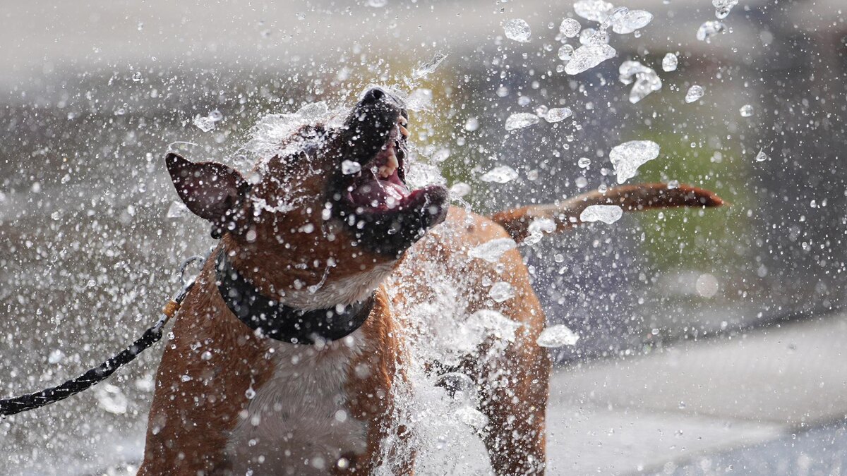    Фото: ИЗВЕСТИЯ/Сергей Лантюхов