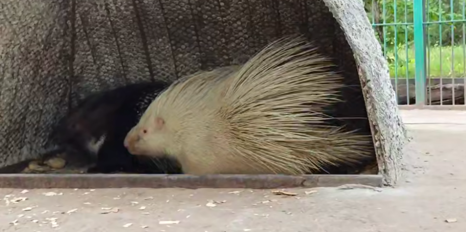    Дикобразы из барнаульского зоопарка. Источник: t.me/zoo22ru