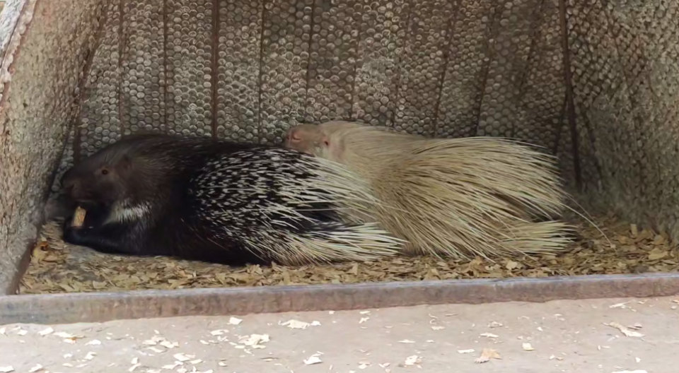   Дикобразы из барнаульского зоопарка. Источник: t.me/zoo22ru