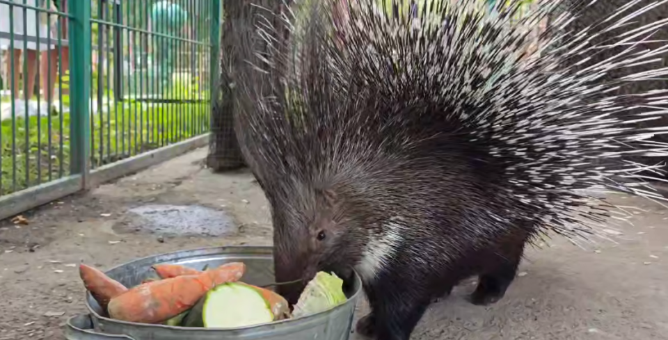    Дикобразы из барнаульского зоопарка. Источник: t.me/zoo22ru