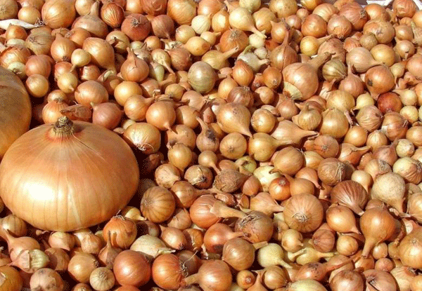 Хранение Лука-Севка до Посадки