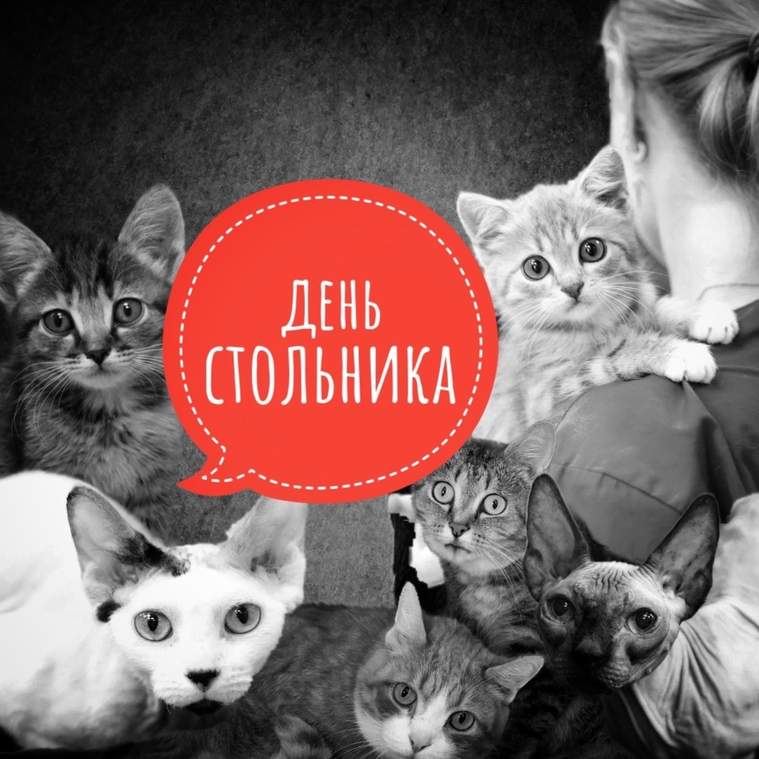 Приюту нужна помощь! Нечем кормить, лечить КОШЕК!