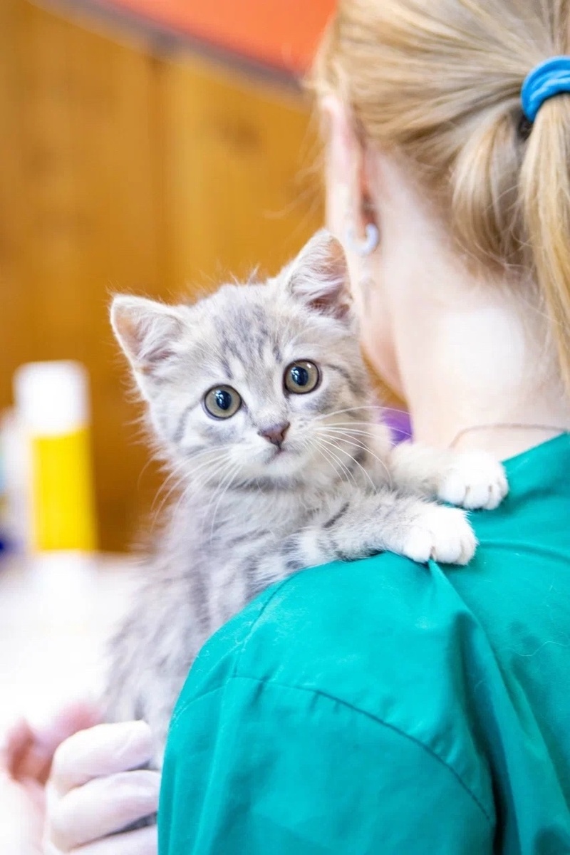 Аренда уже совсем близко, а мы не знаем, как собрать даже на корм!