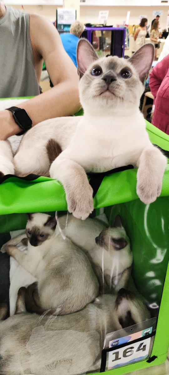 Амон-Ра Луняш рассматривает посетителей выставки