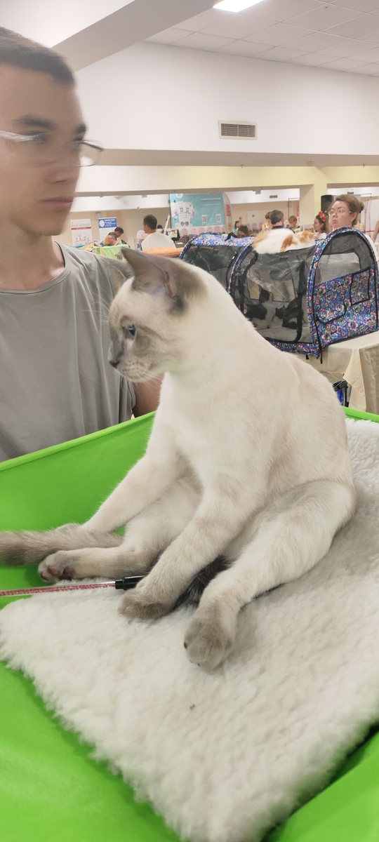 Амон-Ра наблюдает за рингами, котенок с невероятным шоу-темпераментом.