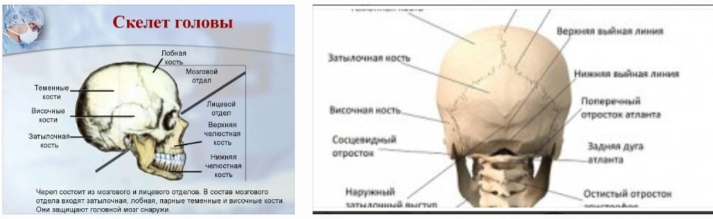 Затылочная кость