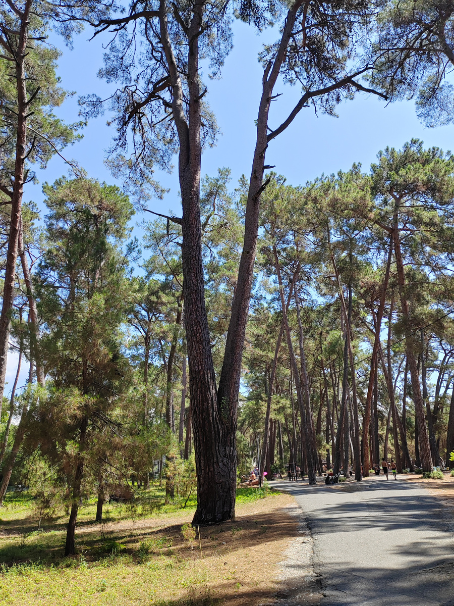 Парк:площадка для волейбола, детский городочек, кафешки, магазинчики, аля тренажерка на воздухе