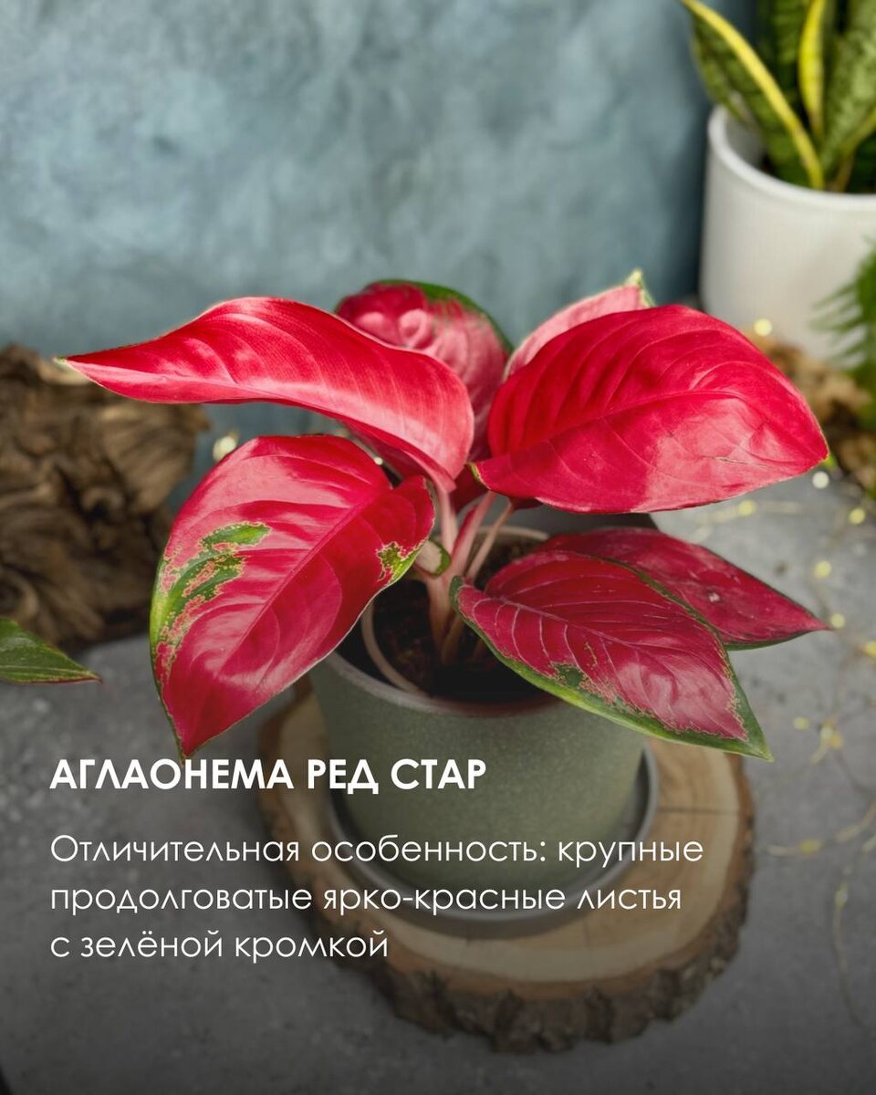 Род аглаонема насчитывает около 50 видов ( по другим данным около 23), а в галерее вы сможете увидеть отличительные особенности некоторых из них🌿