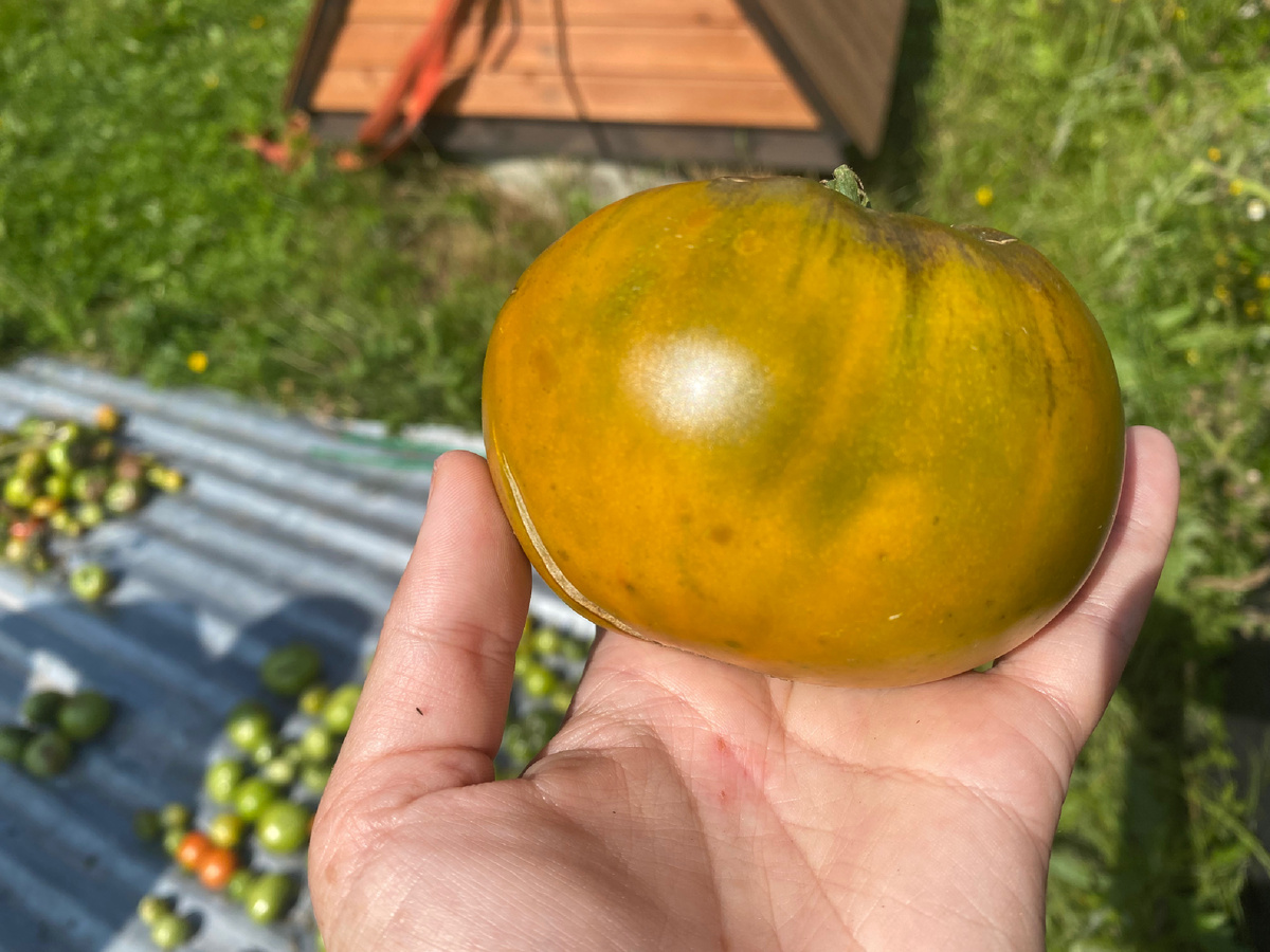 В руке хороший помидор, а на заднем плане больные 