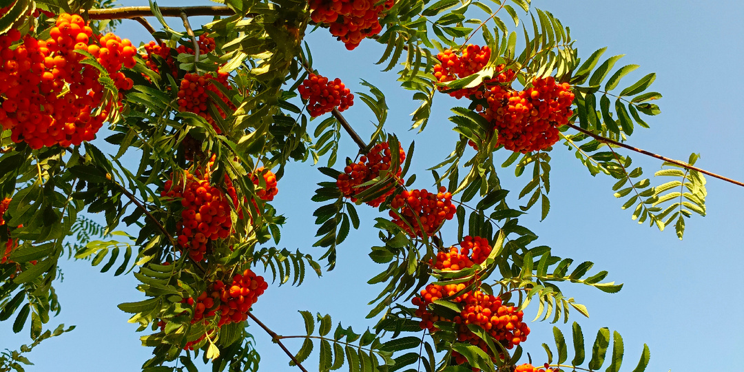 Ой рябина кудрявая ...