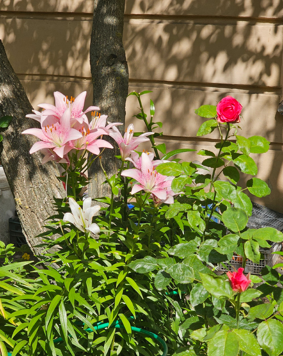 Во дворах цветут красивые лилии, но нп солнце они быстро сгорают.