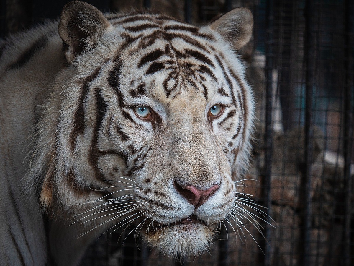    Фото: Telegram-канал «Парк «Роев ручей» Красноярск»