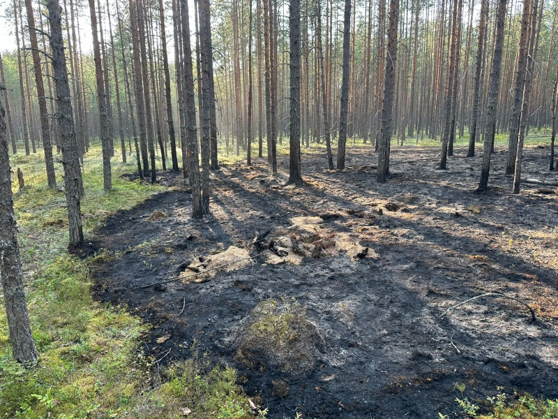    Лес горел в поселке Карелии без дорог и связиОПС по Пряжинскому райну