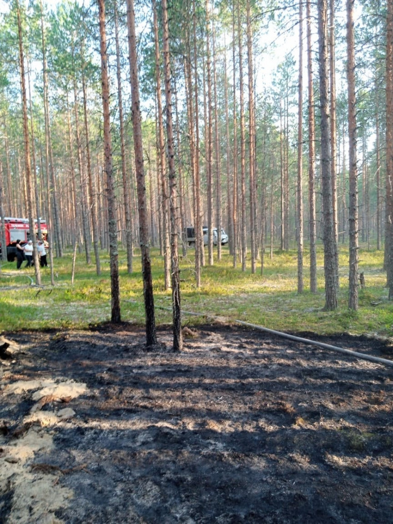    Лес горел в поселке Карелии без дорог и связиОПС по Пряжинскому райну