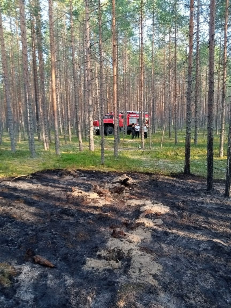    Лес горел в поселке Карелии без дорог и связиОПС по Пряжинскому райну