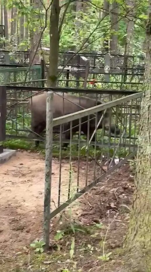    Фото: скриншот из видео в телеграм-канале «Каждой твари по паре» биолога Павла Глазкова.