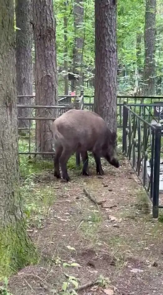    Фото: скриншот из видео в телеграм-канале «Каждой твари по паре» биолога Павла Глазкова.