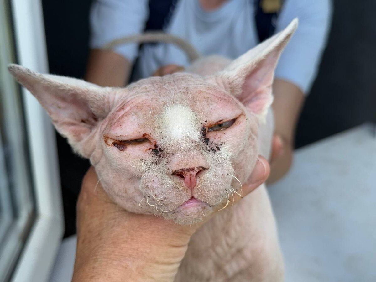 Вот таккая у него грустная и болеющая мордочка. Фото из архива автора