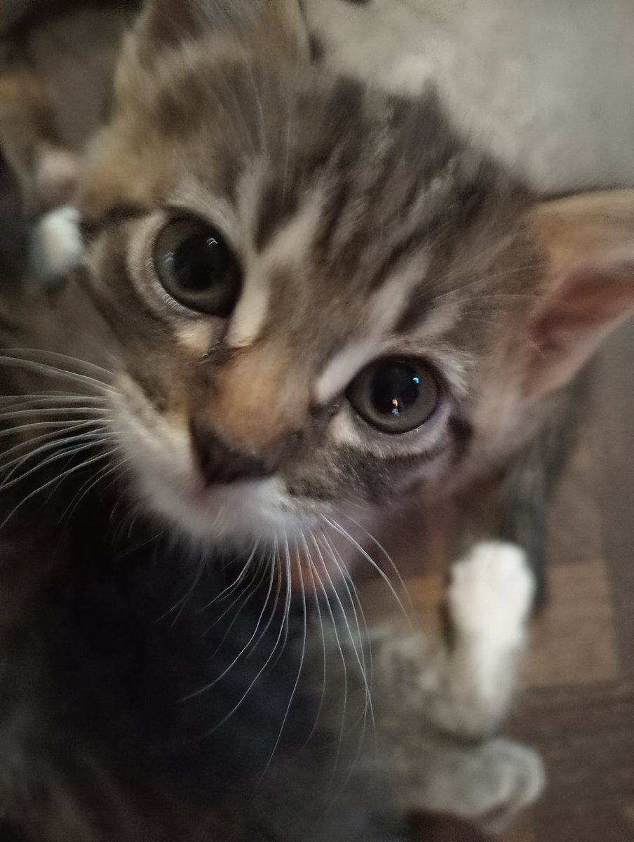 Игривый и забавный, но без кормёжки неисправный!🐱