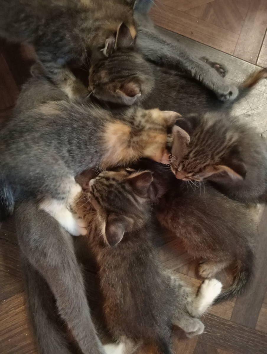 Поели корм,надо молочком запить!