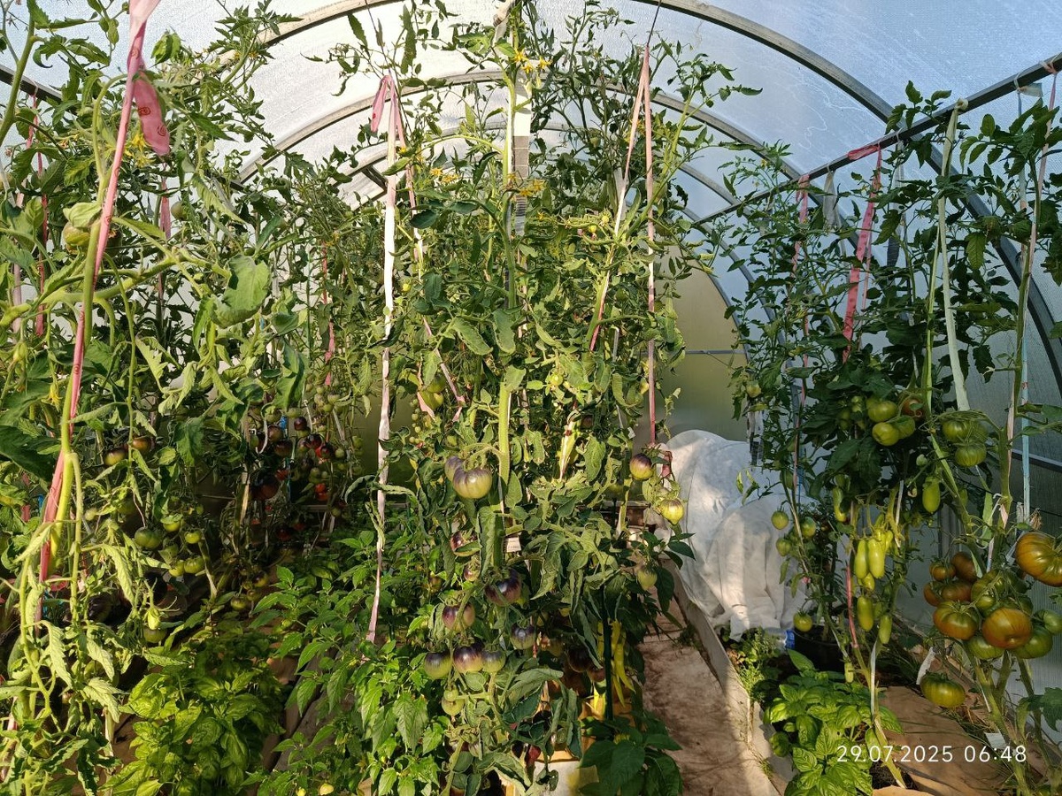 Томатная теплица, дата фото 29 июля