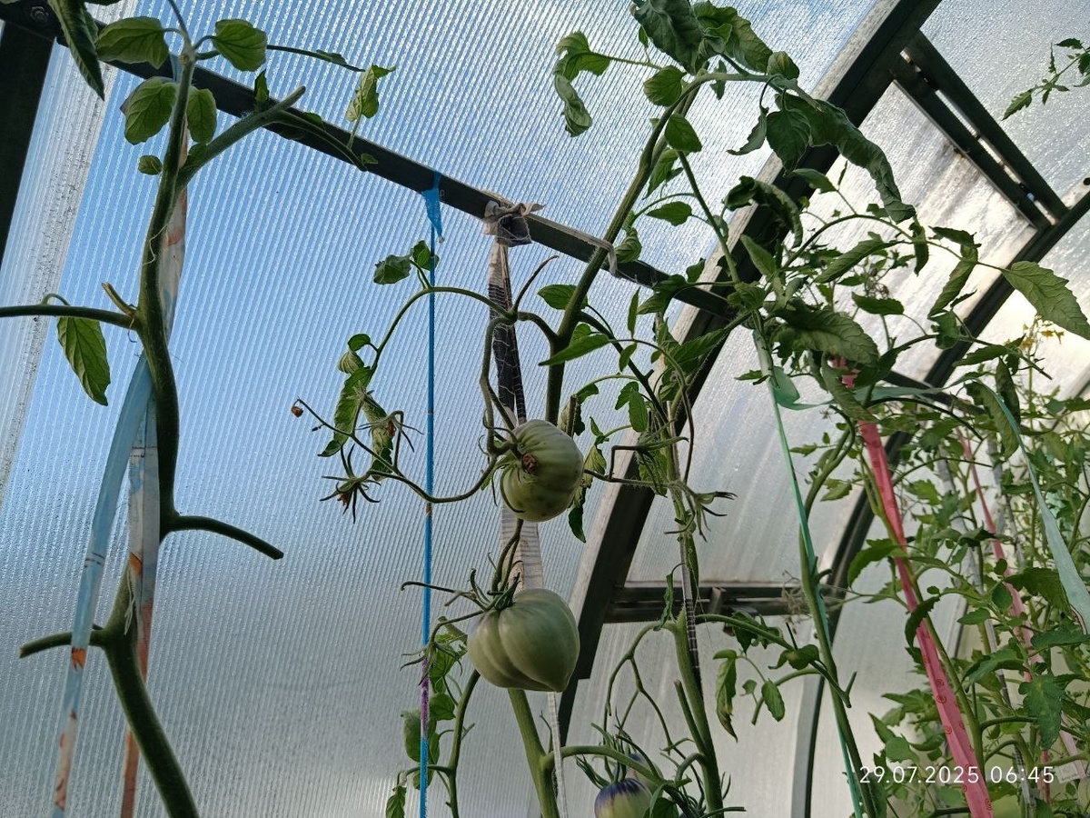 это их верхушки