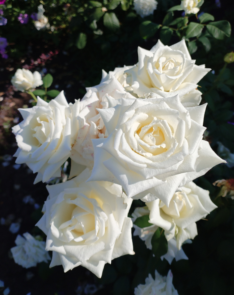 Фото @nellielisova 