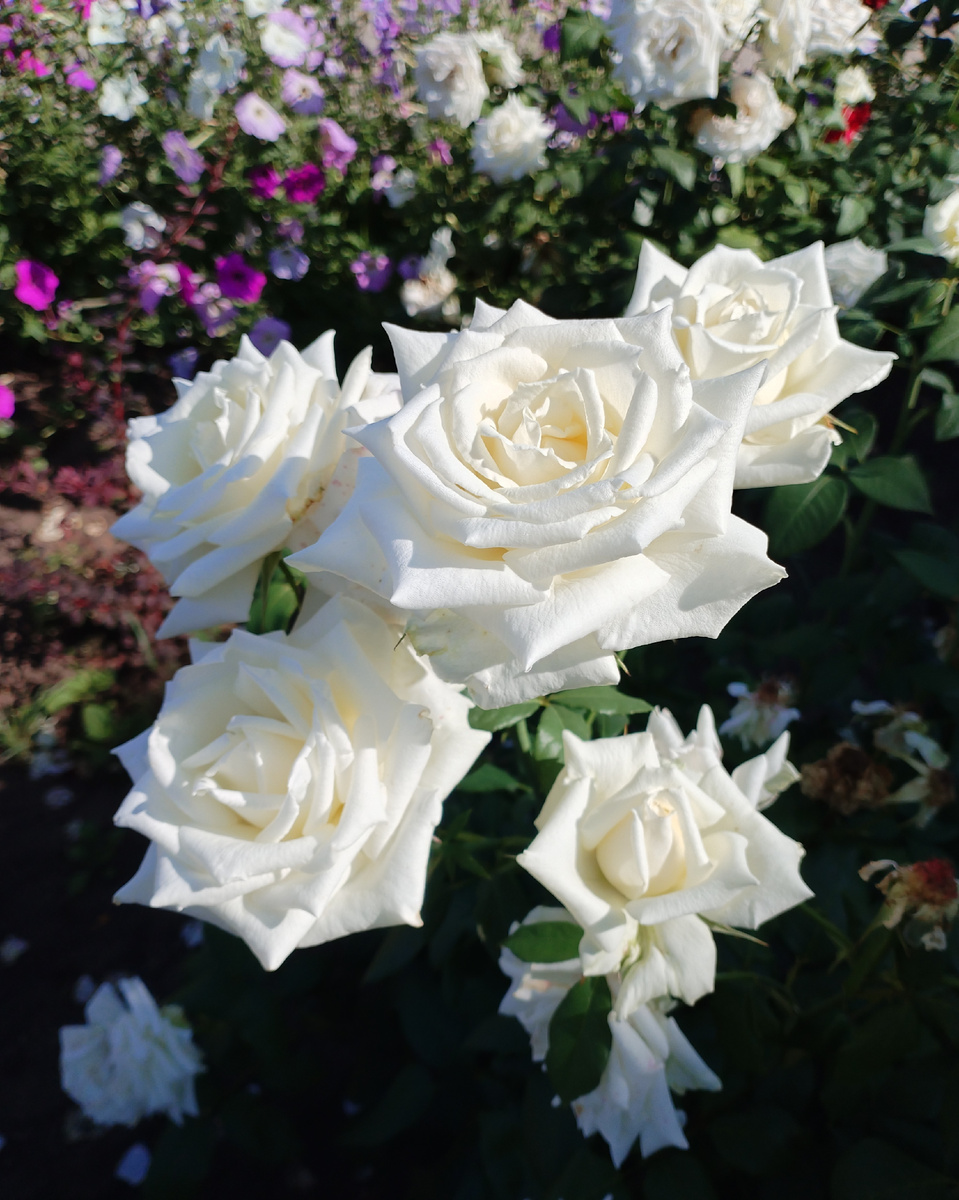 Фото @nellielisova