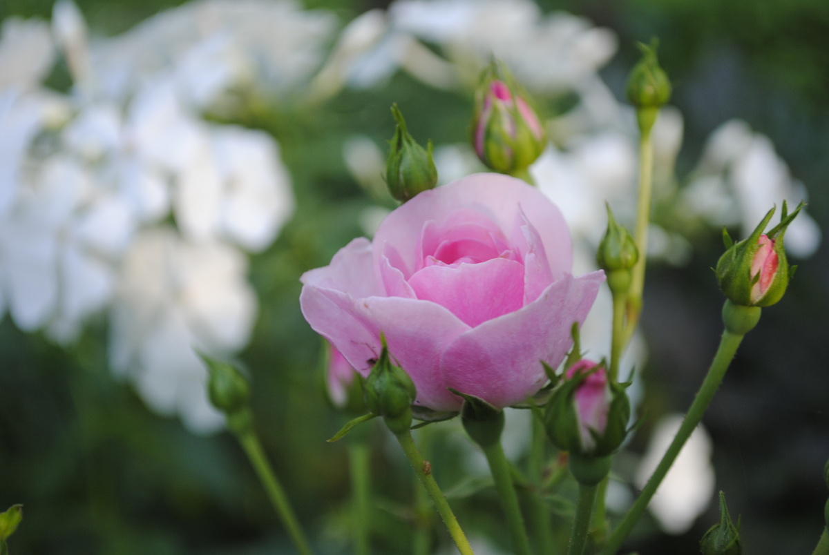 Все фотографии мои. И почти все цветочки. Кроме аптекарского клопогона!