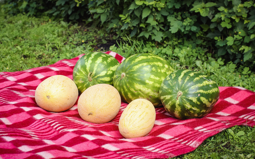    Опрос IZHLIFE: 35% ижевчан любят дыни больше арбузов