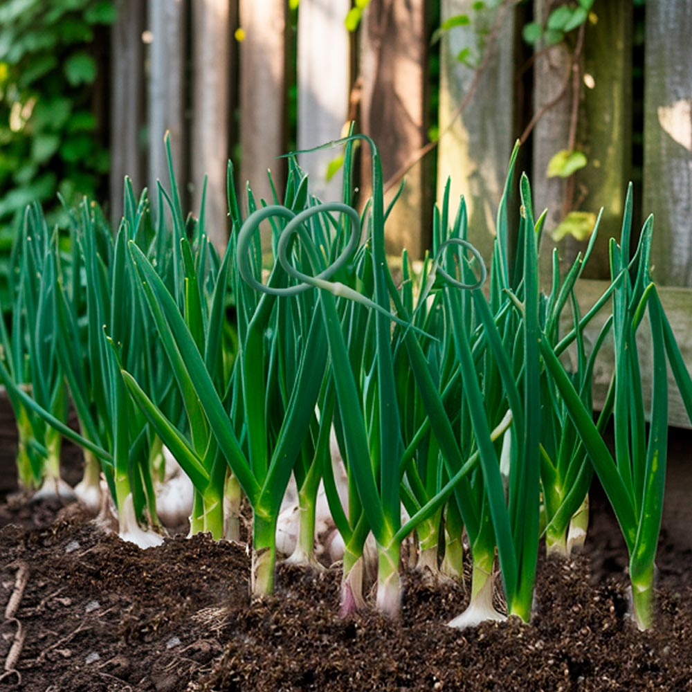 Чесночные стрелки
