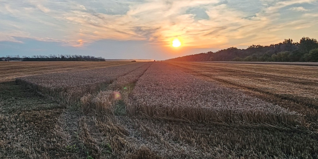 РЕЗУЛЬТАТЫ ОПЫТОВ НА "СЛАБОЙ" ПШЕНИЦЕ