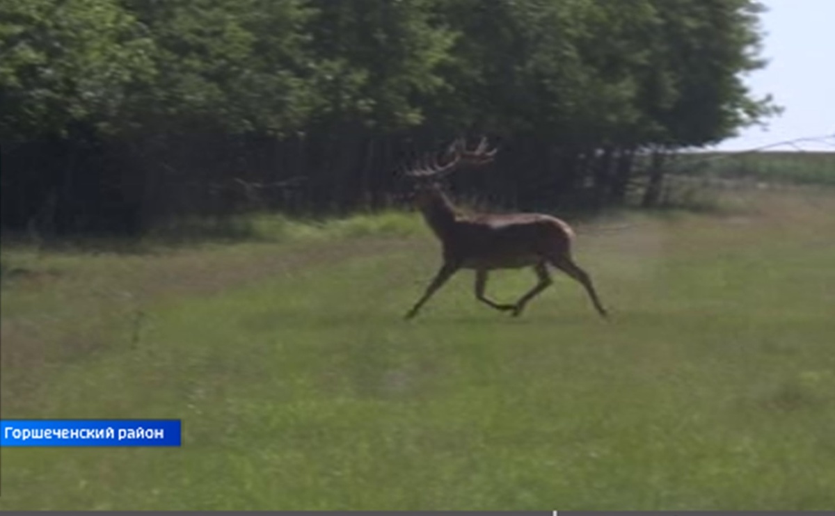    Съемочная группа «Вестей-Курск» наблюдает за оленями