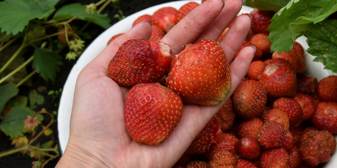 Что нужно сделать с Клубникой в августе, чтобы кустики заложили как можно больше плодовых почек и дали богатый урожай