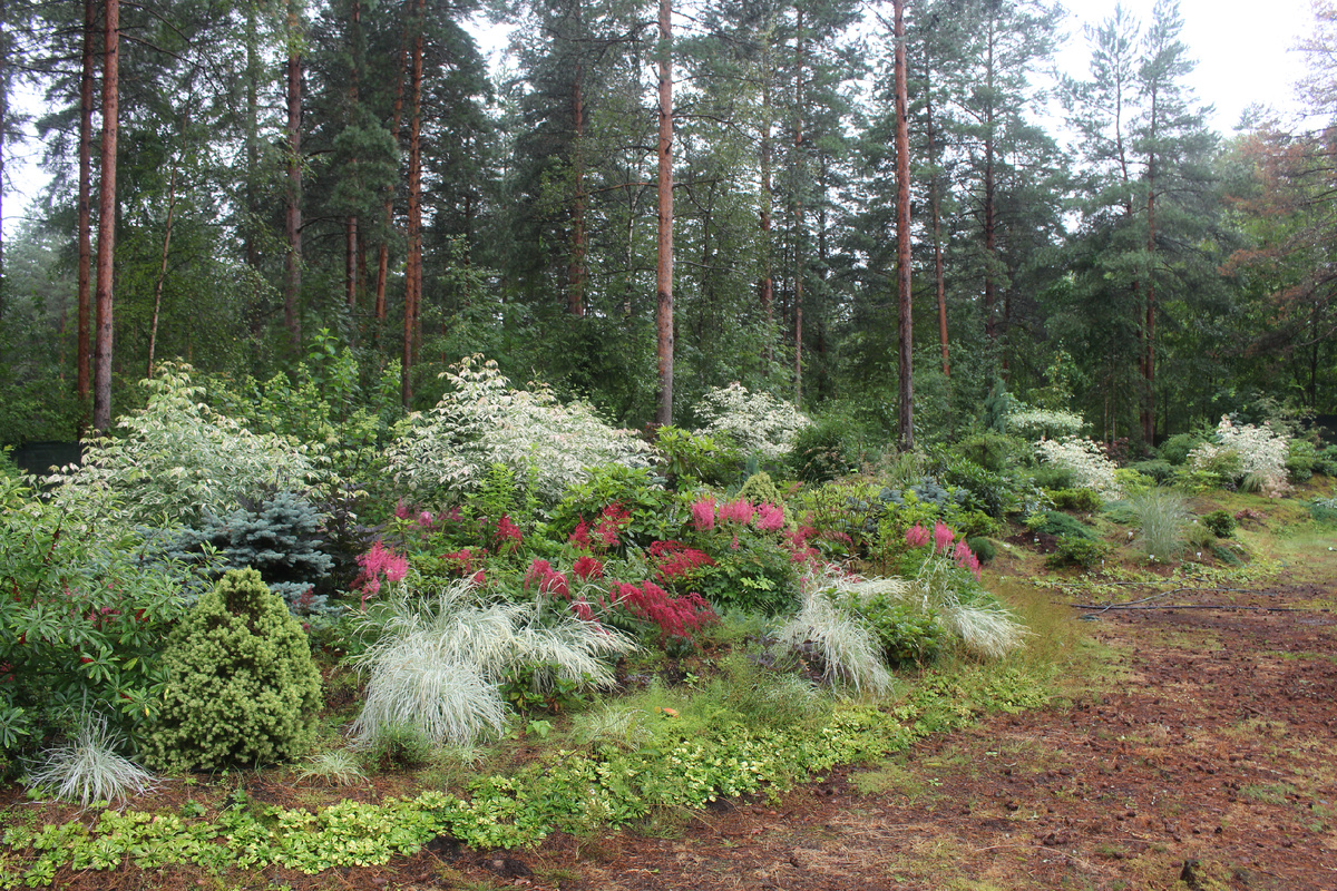 Наш сад в первые дни августа