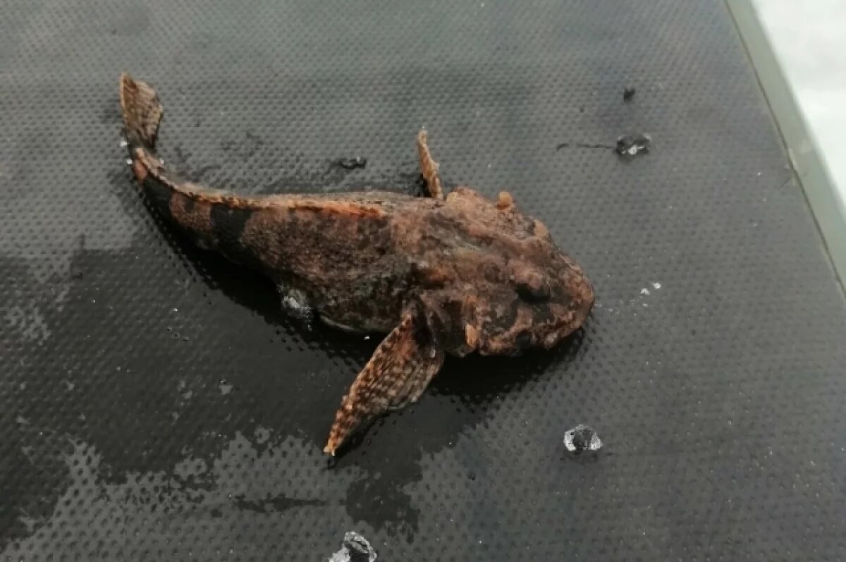    Специалист объяснила риск локальных моров бычка в Азовском море