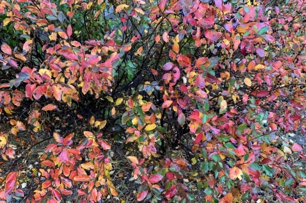    Тело в лесополосе недалеко от трассы «Оренбург — Беляевка»спрятали под ветками, листьями и мусором.