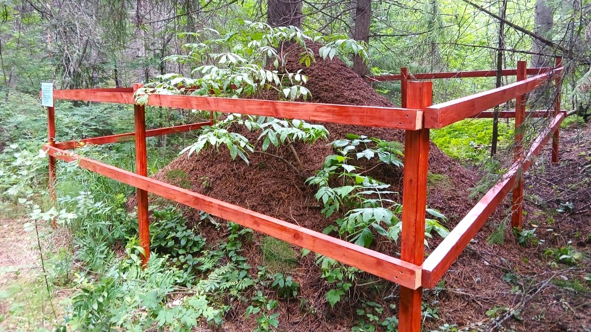    Муравейник-гигант нашли в Югре