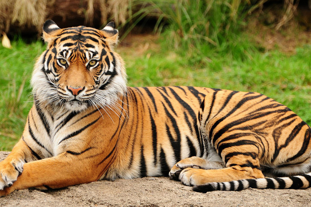 Фото из Яндекса.