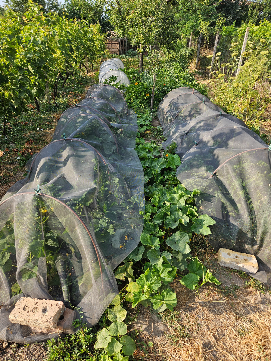 Огуречная грядка в середине июля