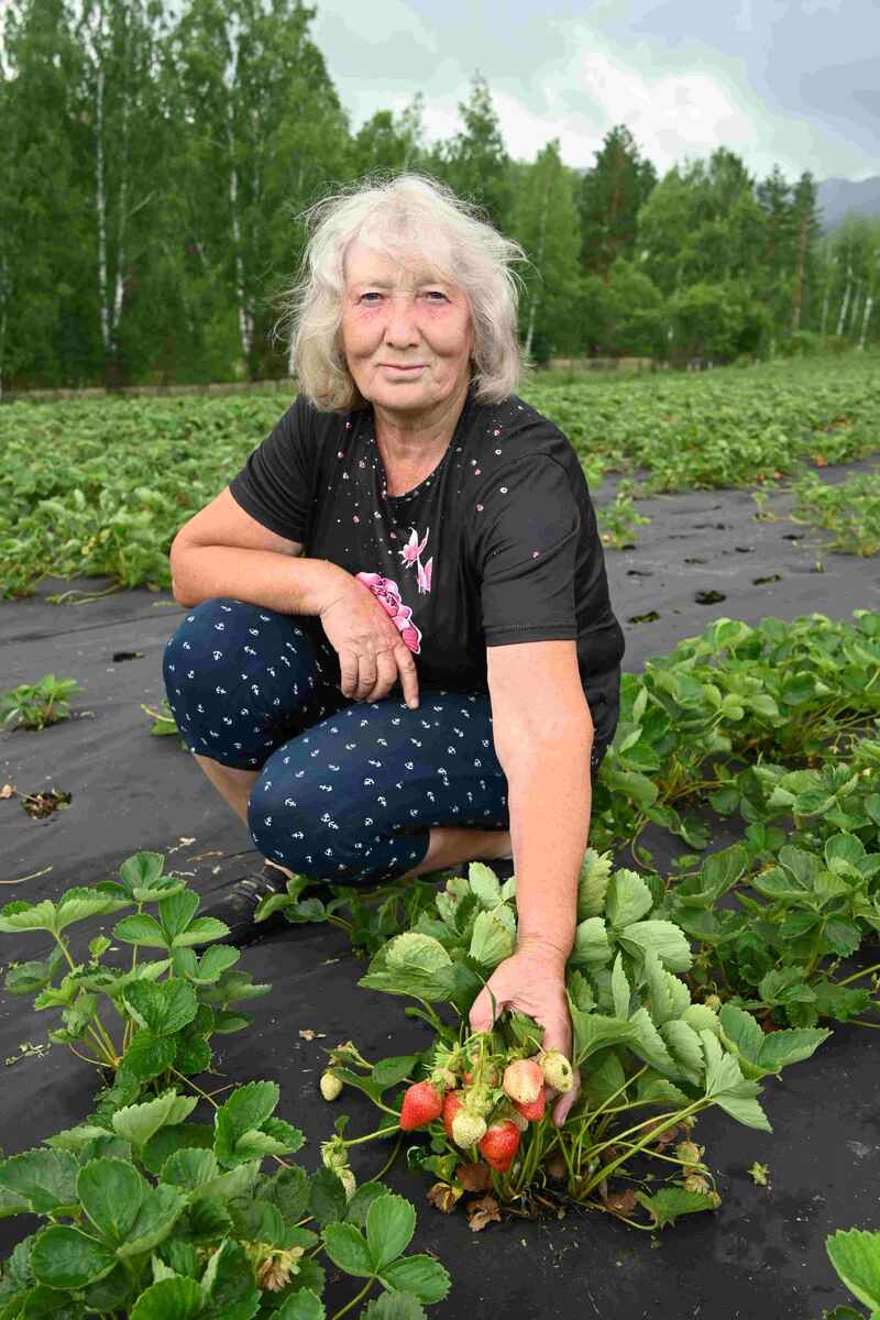 На усадьбе Валентины Кирюшкиной только поспевает субботинская виктория