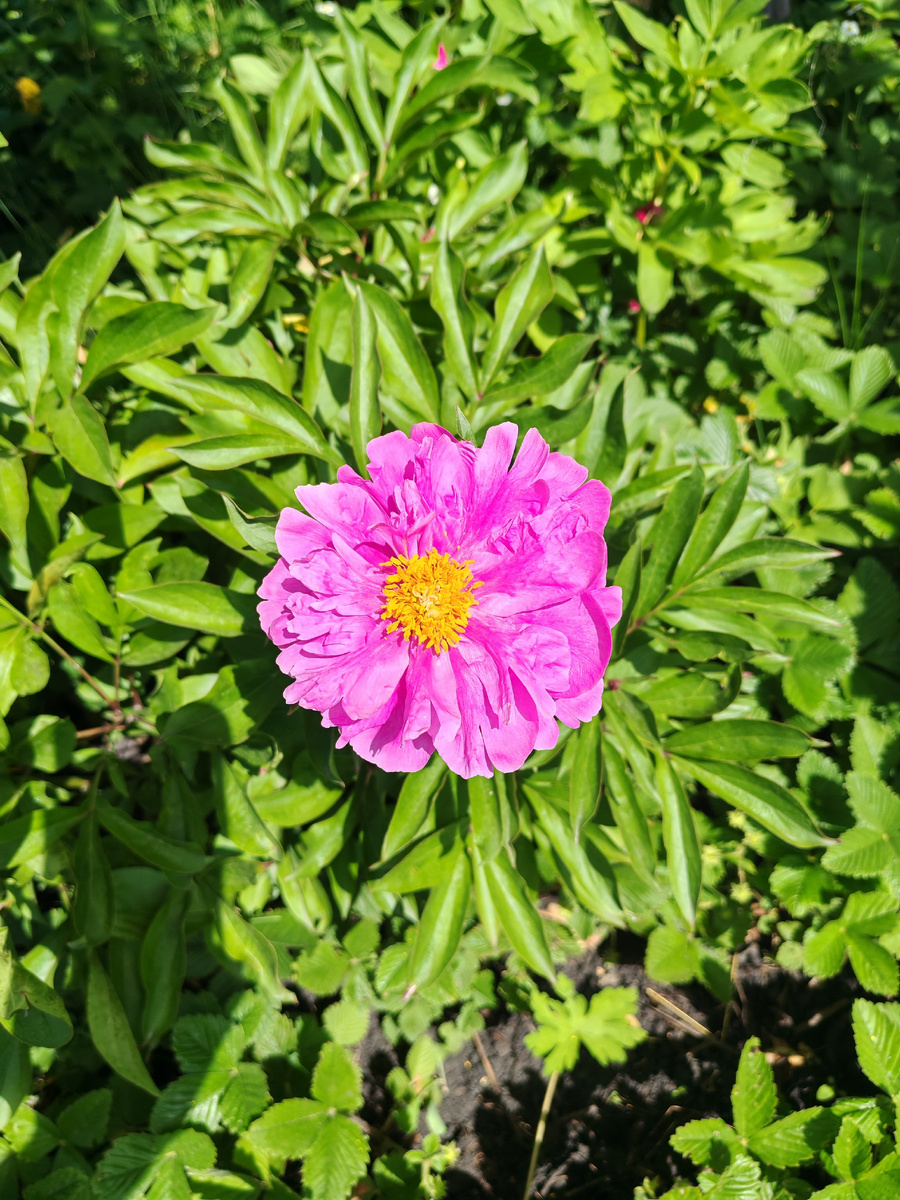 Пионы с нашей дачи, 2025