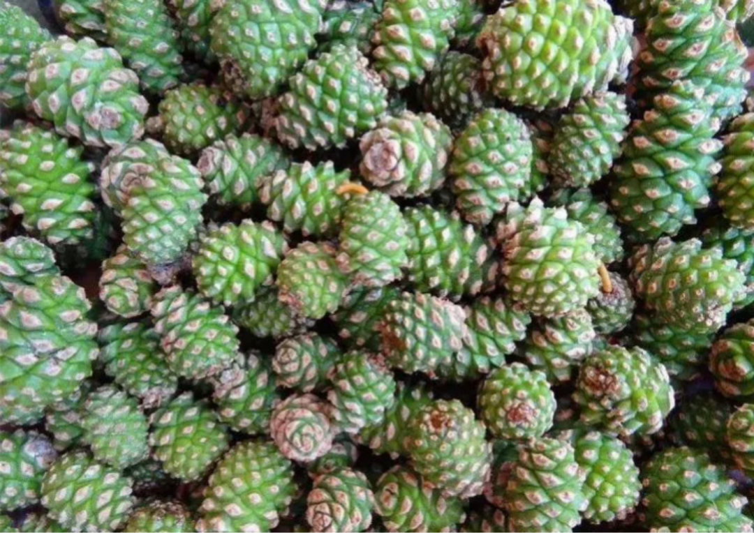 Сосновые шишки