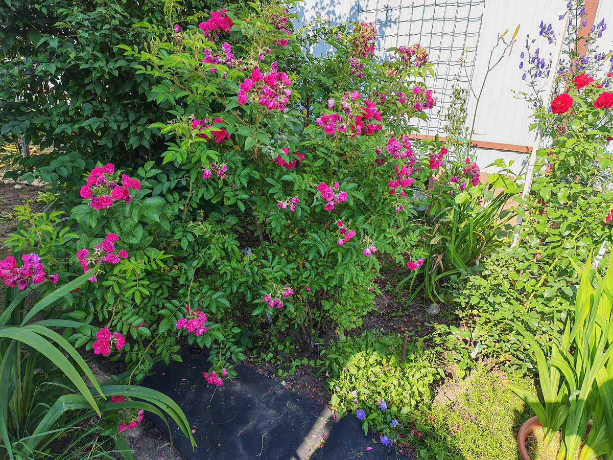 Эта роза от прежних хозяев дачи.