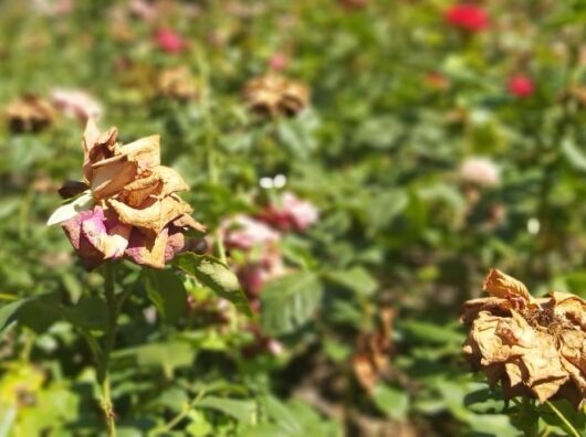    засохшие от аномальной жары в Ростове розы // фото: Ольга Медведева