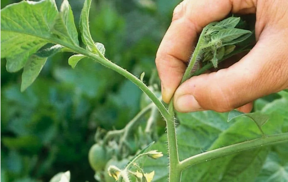 источник: https://dzen.ru/a/ZqyDbQEbXDGyOnq0